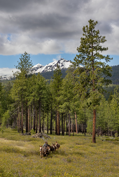 person on horseback leads horses through a scenic landscape