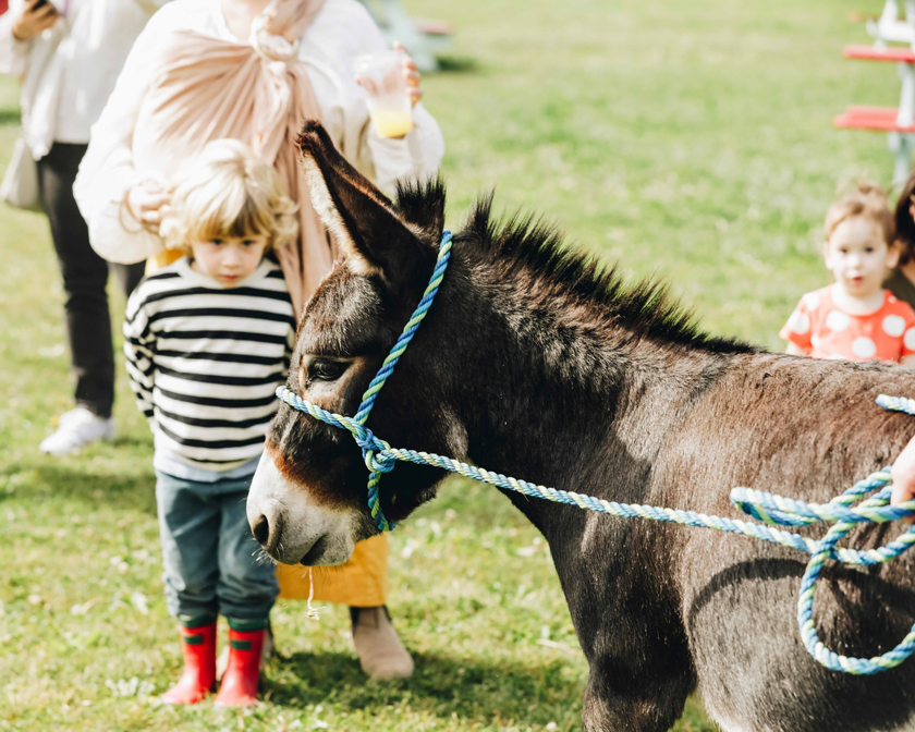 child stares at small donkey