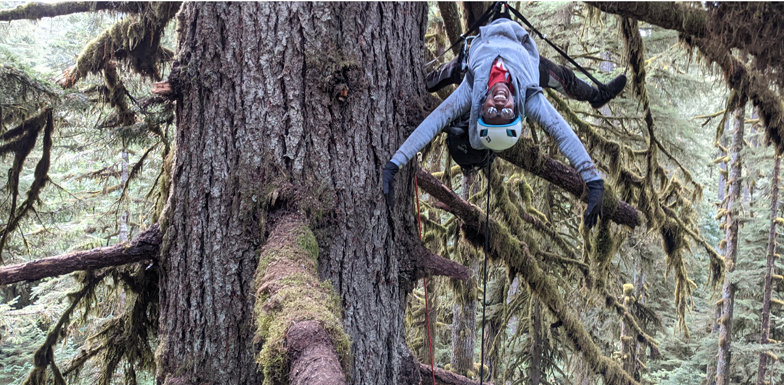 tall tree climber wearing harness leans back and hangs in the air