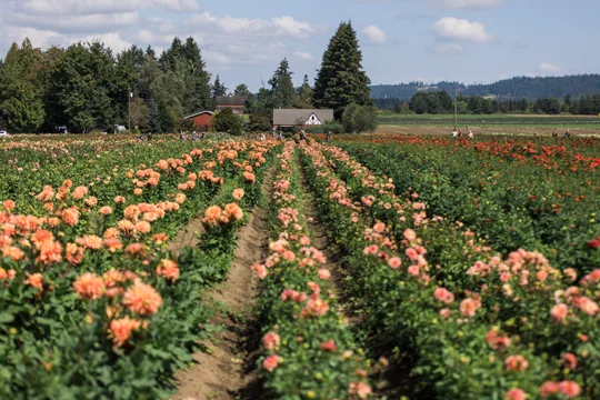 Field of peach colored dahlias.