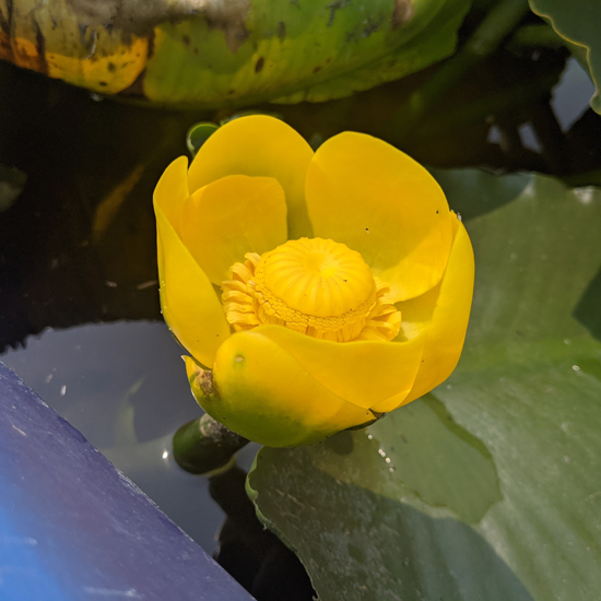 flower growing out of water