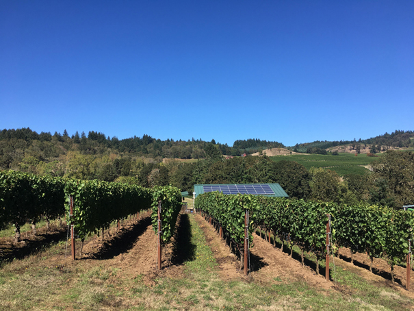 vineyard with solar panels
