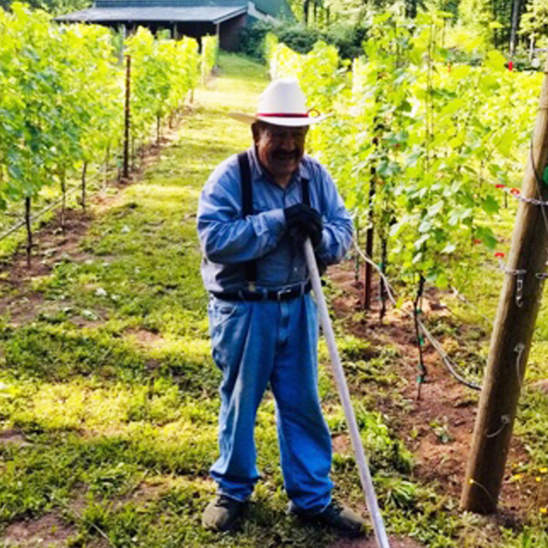 Farmer in hat holding pole in vineyard.