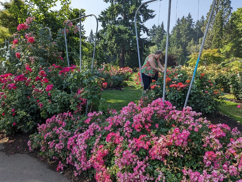 Woman attending to flowers in a garden.