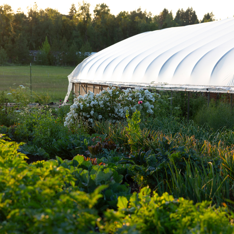 outbuilding of farm surrounded by lush vegetation