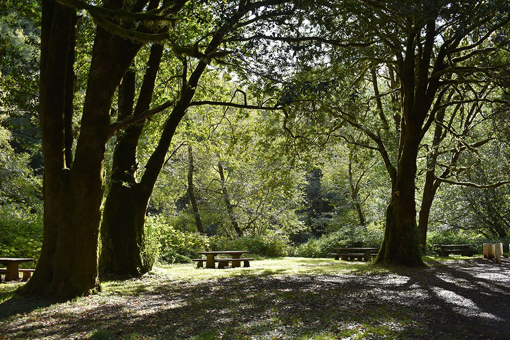 G1_Allegany_Picnic-area-Golden-and-Silver-Falls-Allegany-by-Annie-Williams.jpg