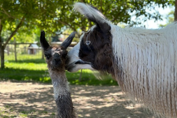 Close-up of two llamas, one adult and one juvenile, interacting in a sunlit outdoor enclosure with trees and a fence in the background.