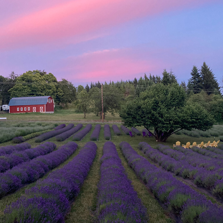 lavender farm at sunset with barn in distance