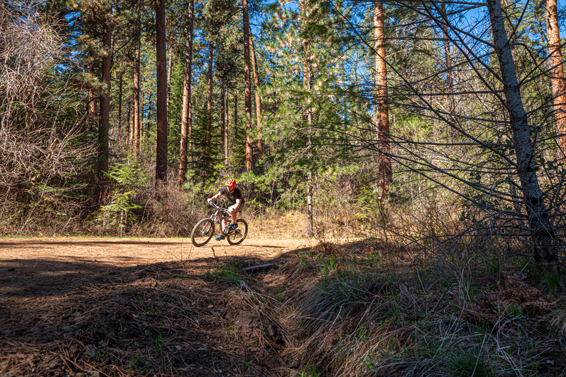 Cyclist rides mountain bike on a trail lined with tall evergreen trees.