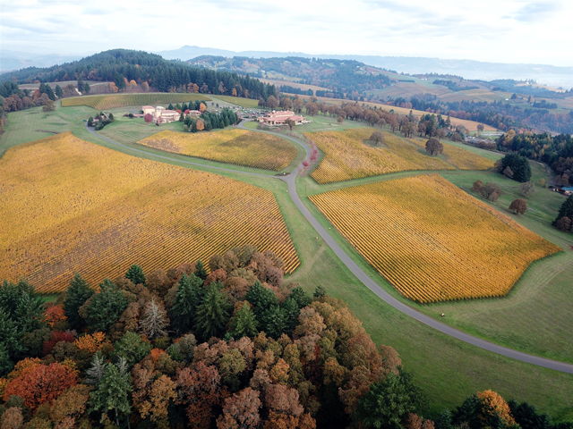 Aerial view of a vineyard with yellow and green grapevine rows divided by winding roads.