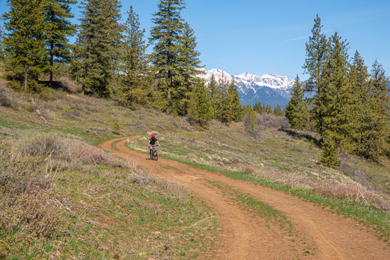 Bicyclist rides a gravel trail with large trees and a mountain in the background.