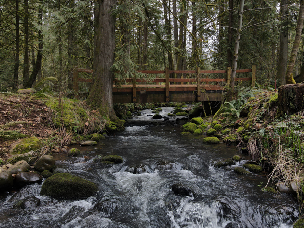 wooden bridge over a small stream in a wooded area