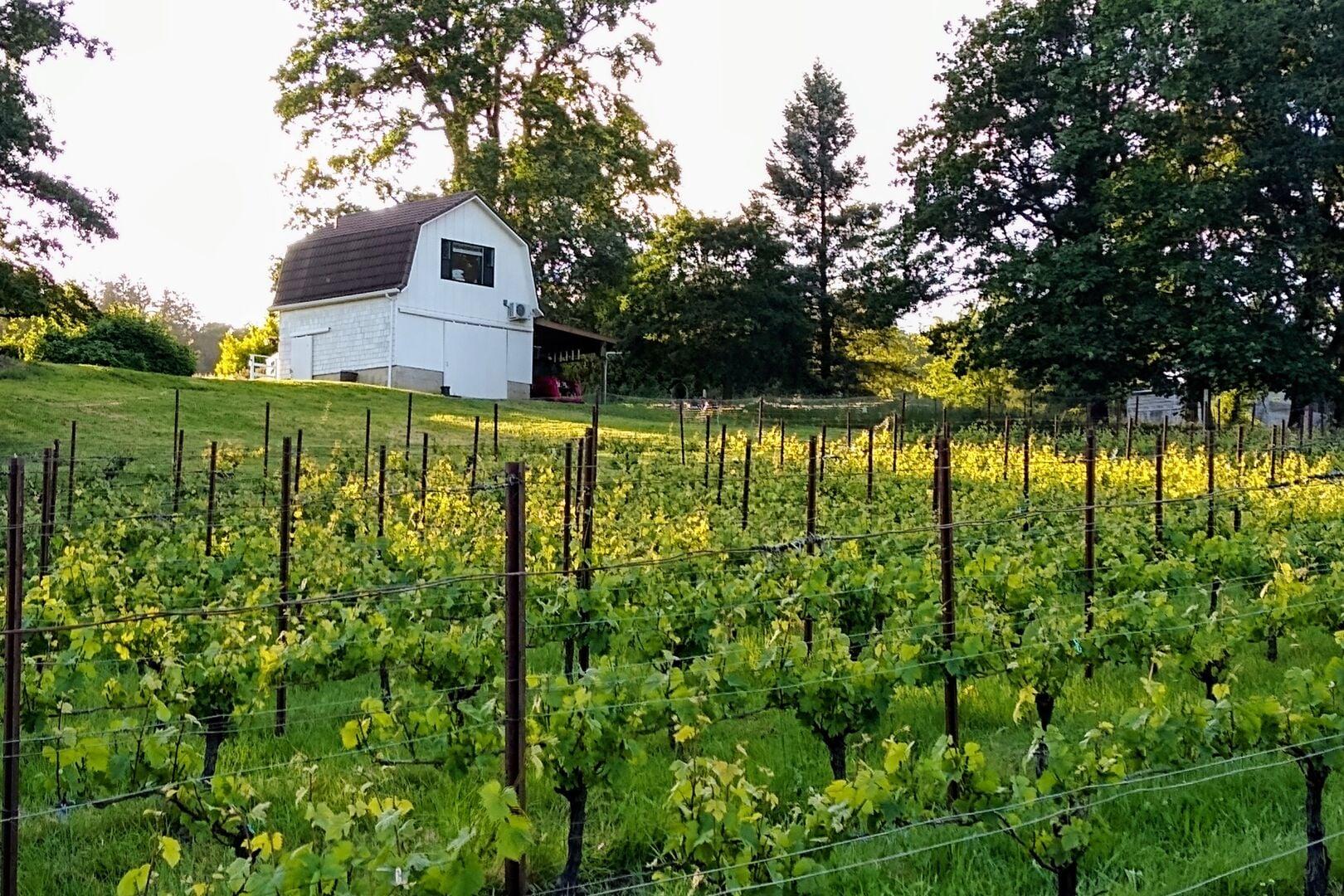 Small white barn amongst rows of grapevines in a vineyard.