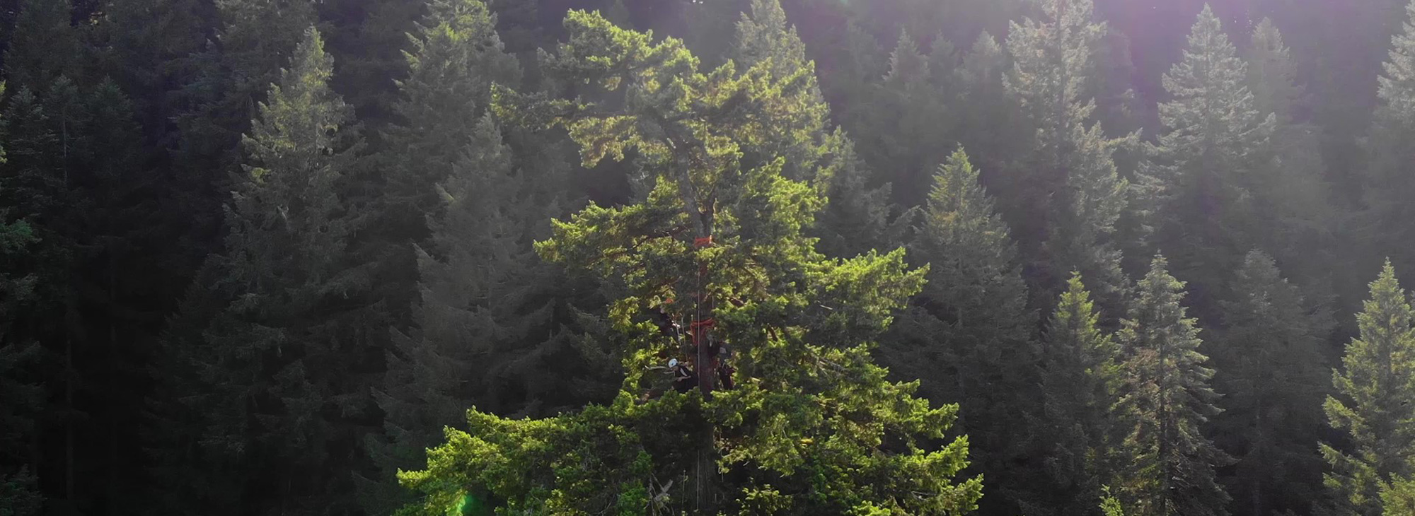 climbers wearing harnesses in tall tree