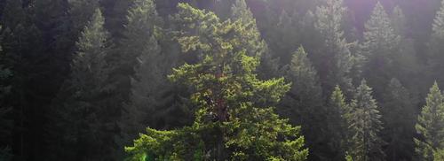 In the tree tops with Tree Climbing at Silver Falls