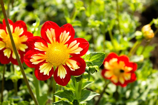 Dahlia flower with yellow center and red and yellow petals.