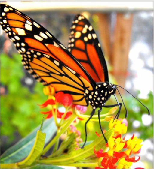 Monarch butterfly on yellow flowers.