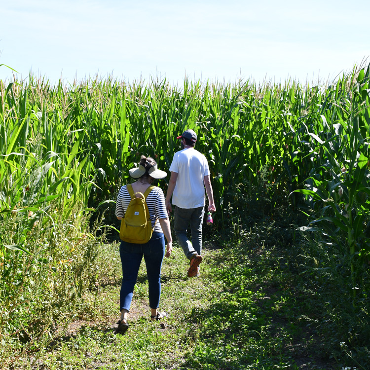 two people walk path of a corn maze