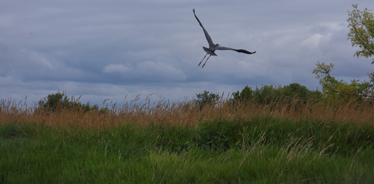 bird flies over marsh