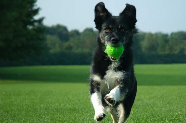 A black and white dog running on green grass while holding a bright green tennis ball in its mouth.