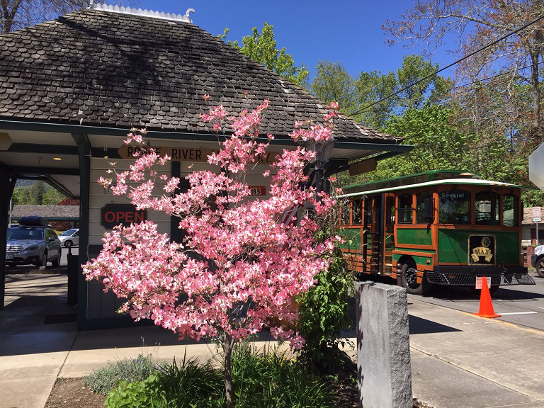 tree with pink flowers in front of trolley station with trolley