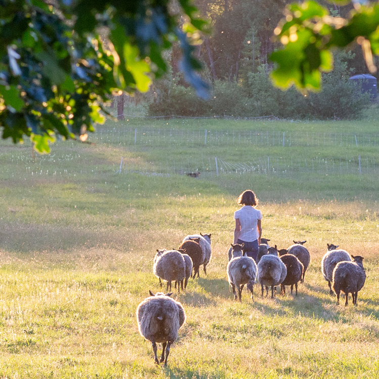 person walking with small herd of sheep away from camera
