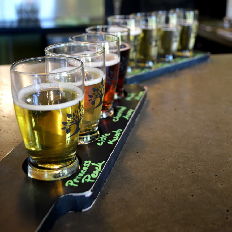 row of taster glasses filled with cider set on bar