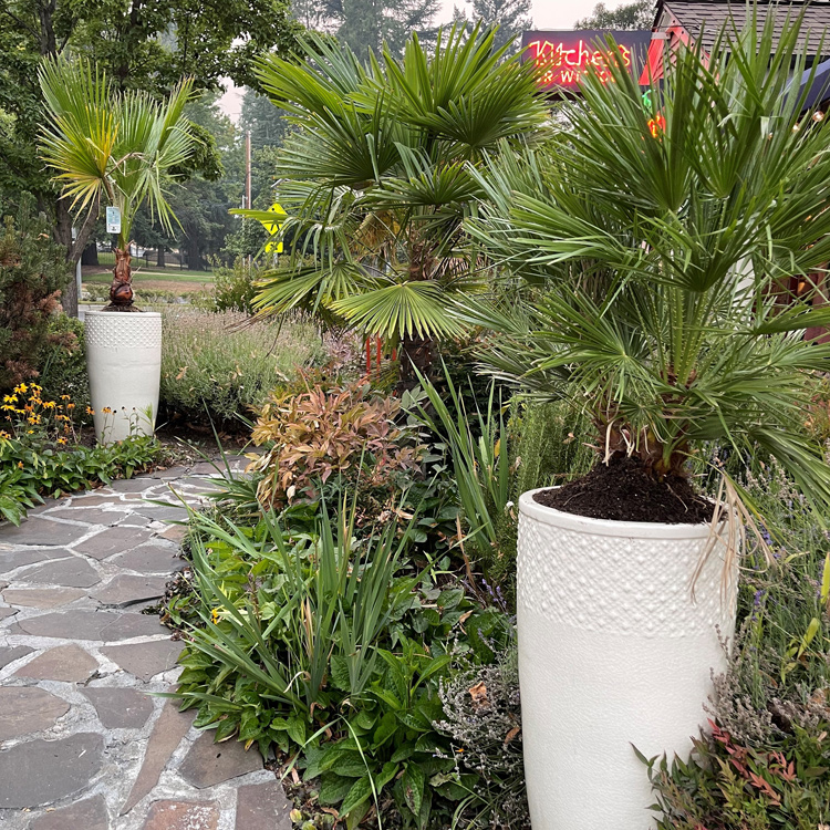 walking path lined with palm trees and plants