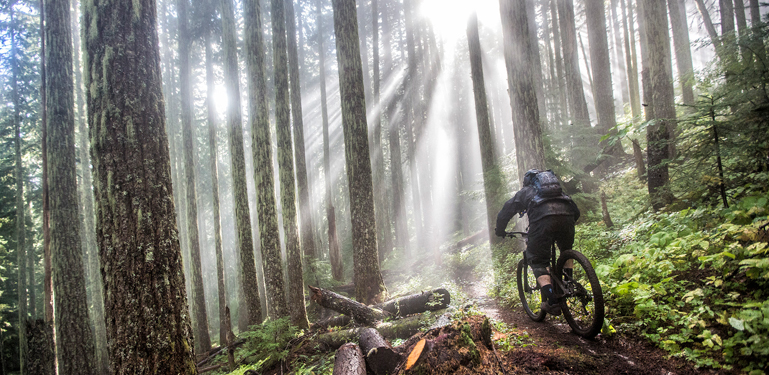 mountain biker rides on path through tall trees
