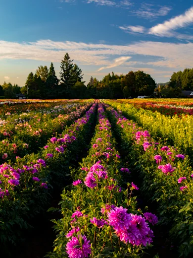 A field of purple colored dahlias.