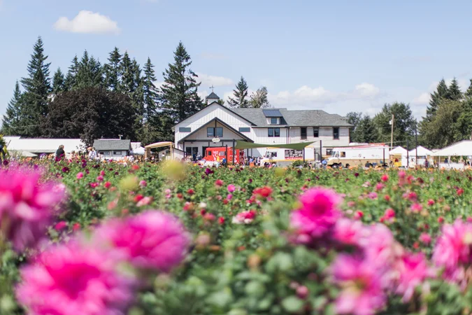 A field of blooming dahlias with a large barn like building in background.