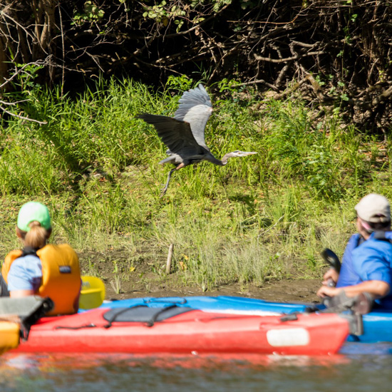 two kayakers in water watch bird flying near them