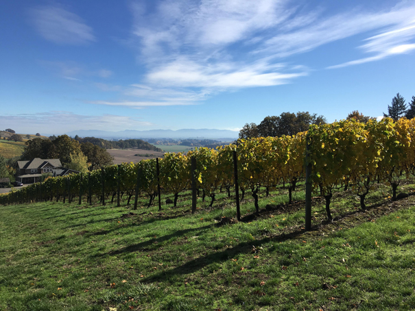 vineyard under a partly cloudy sky