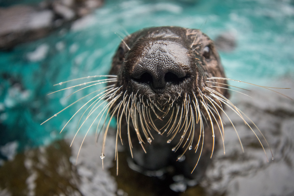 close up of otter