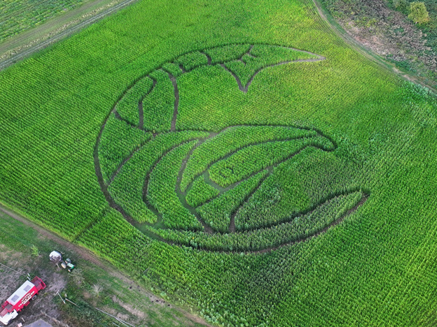 aerial image of corn maze with salmon pattern