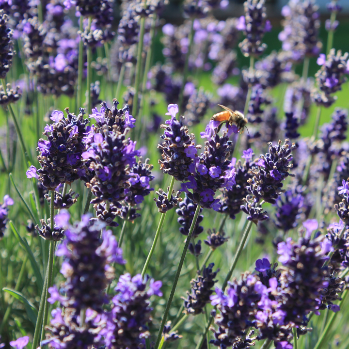 bee pollinating lavender flower in field of lavender