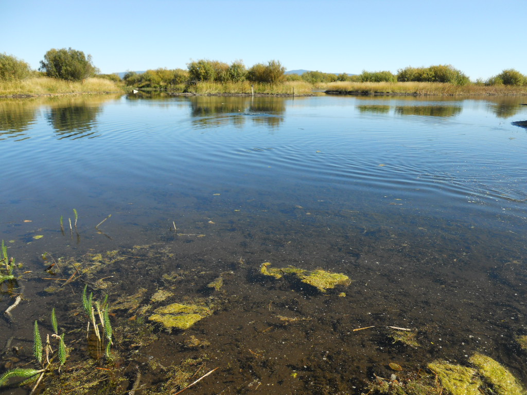 Malone Springs