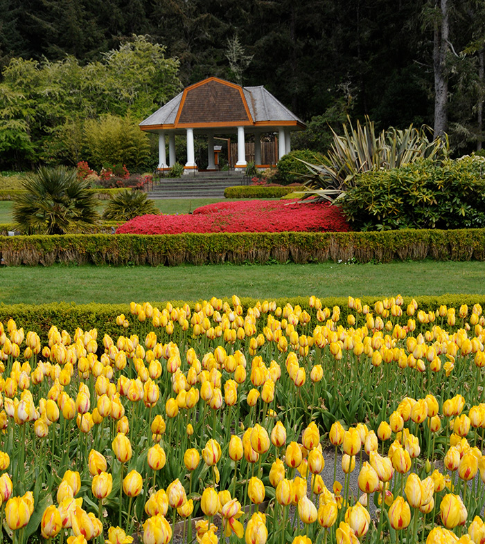 Large garden with front field of yellow tulips with larger pergola in the back of image