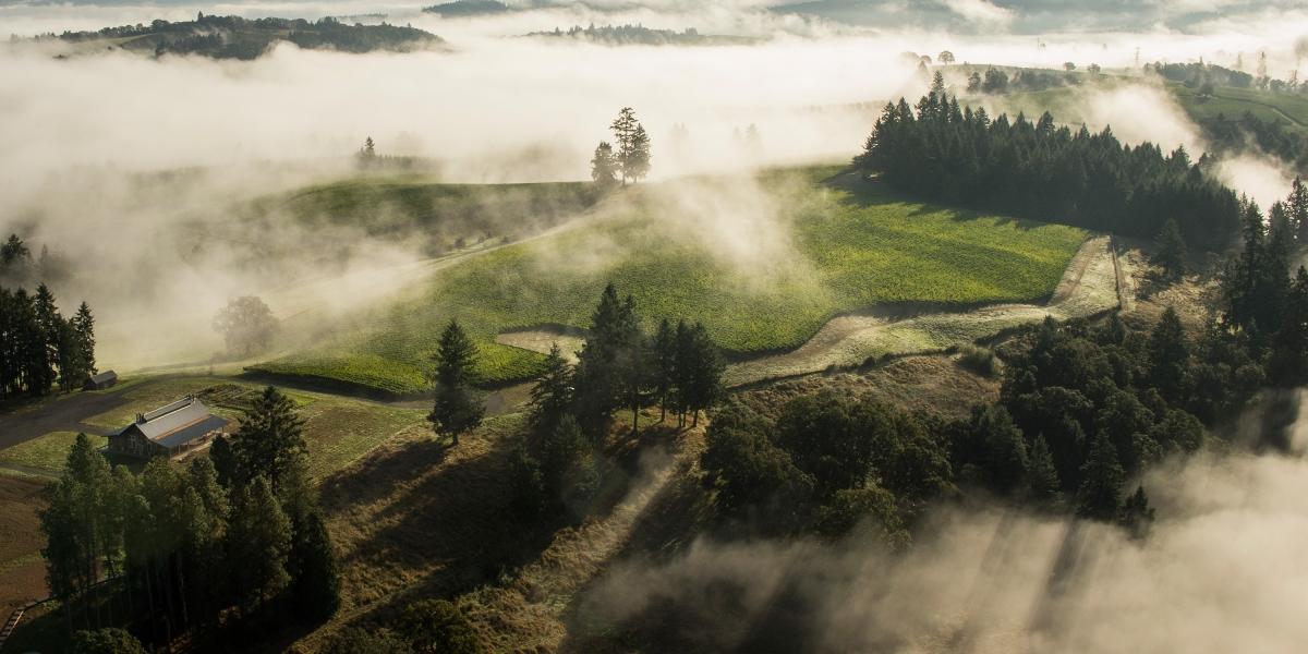 Image for Soter Vineyards