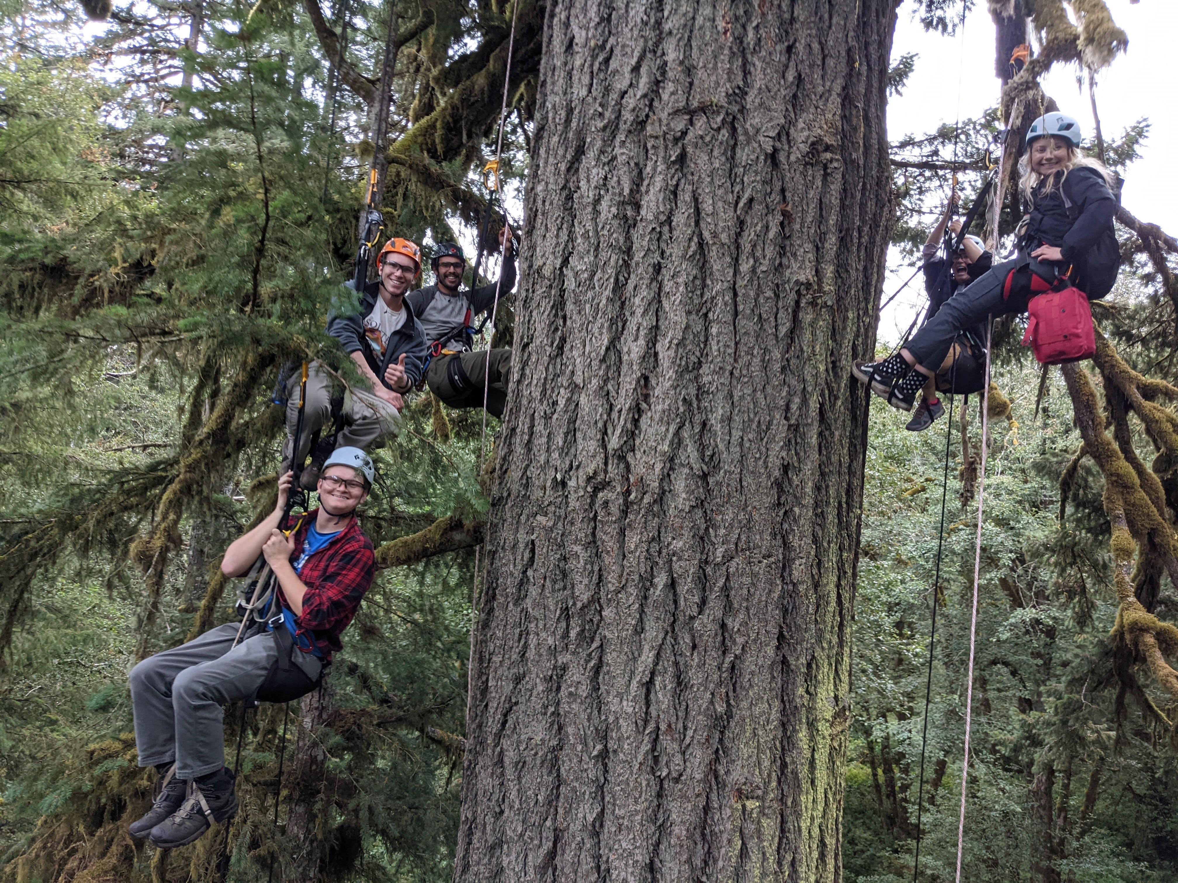 Image for Tree Climbing at Silver Falls
