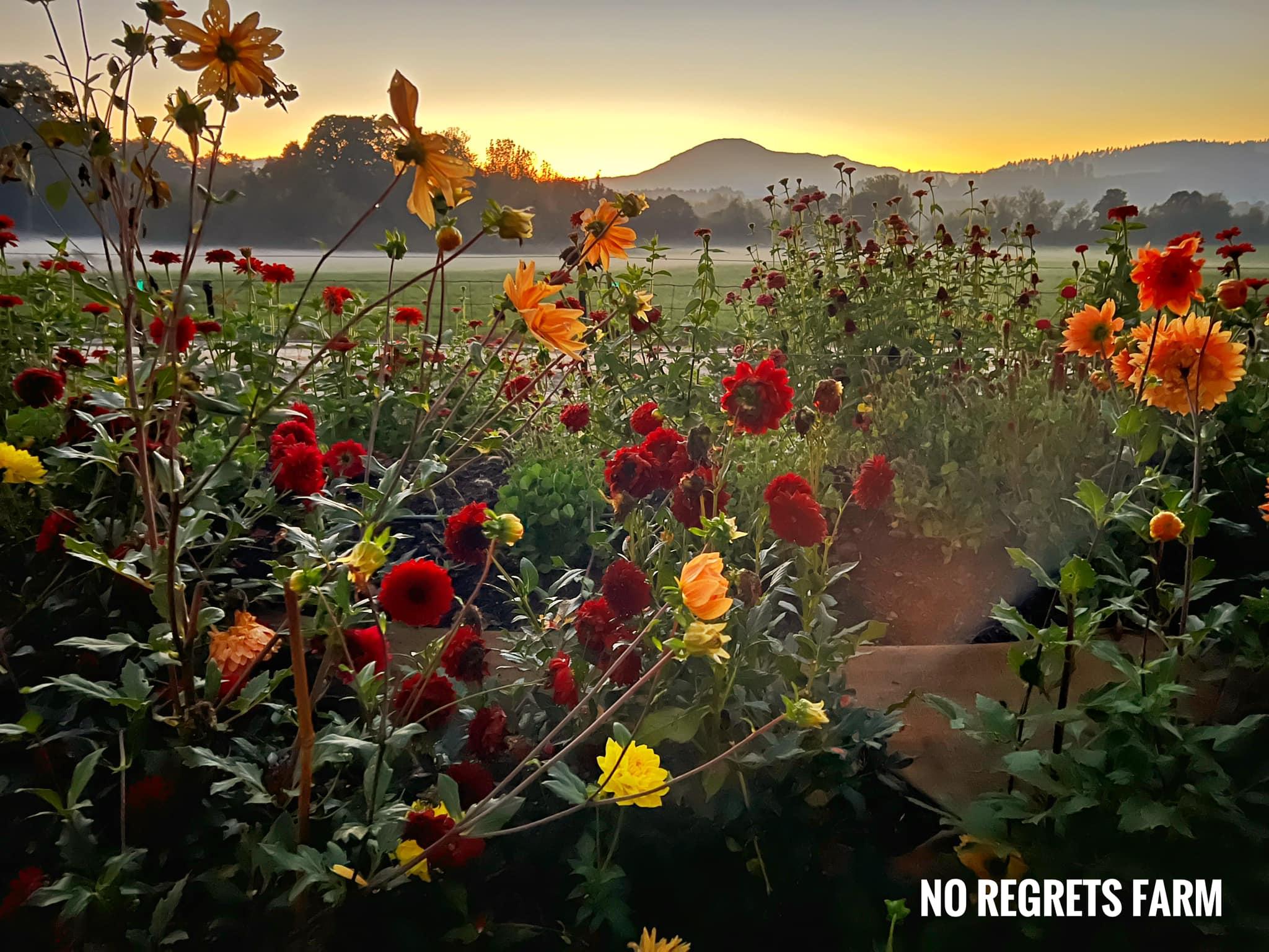 Image for No Regrets Flower Farm & Animal Sanctuary