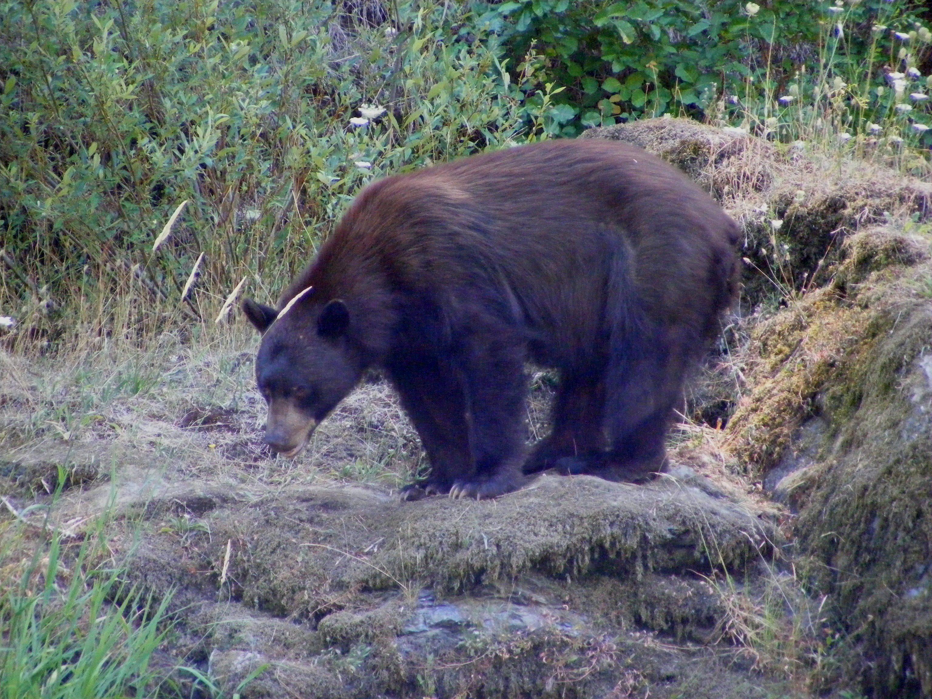 Image for Noahs Wilderness Adventures