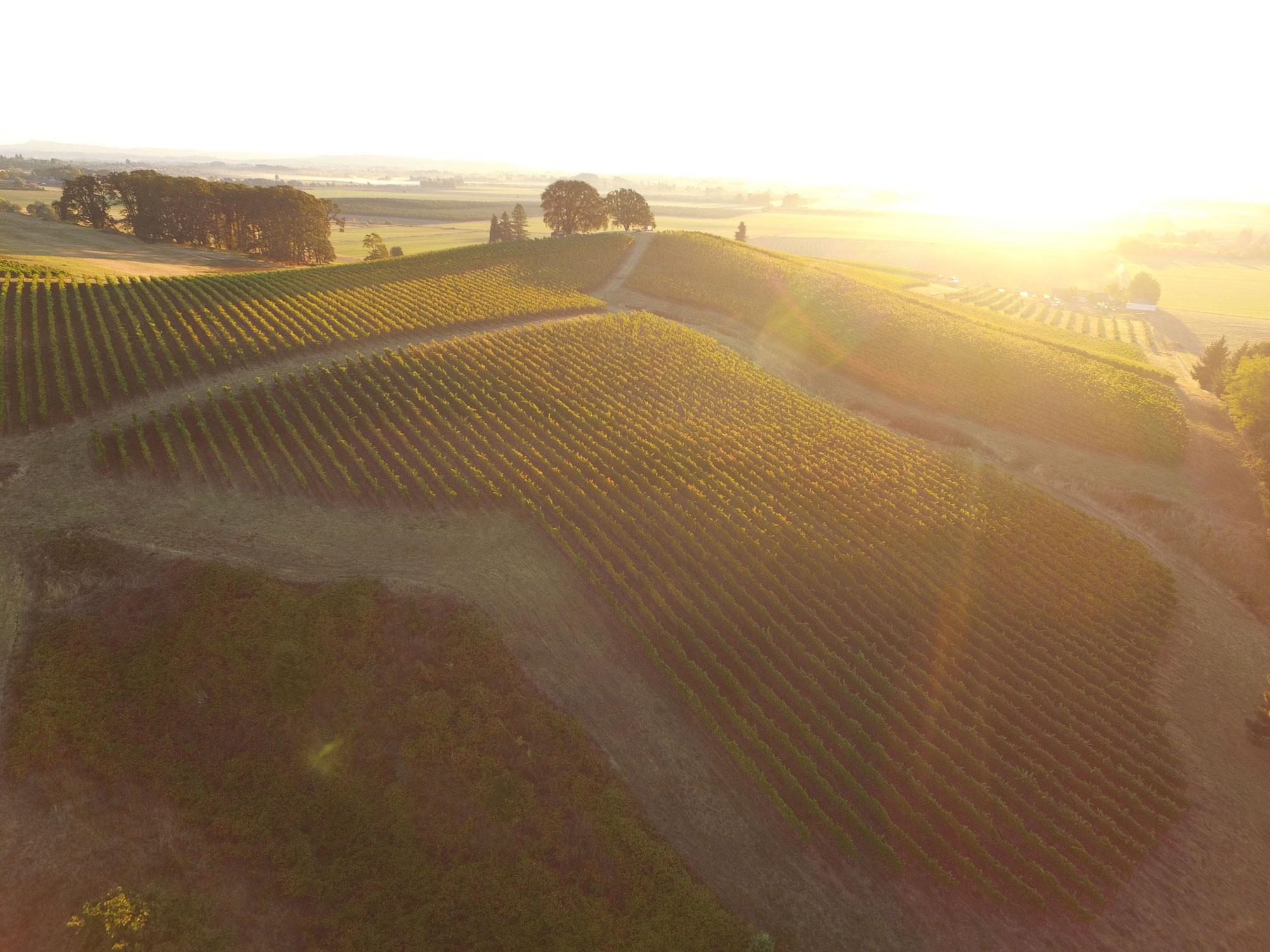Image for North Valley Vineyards