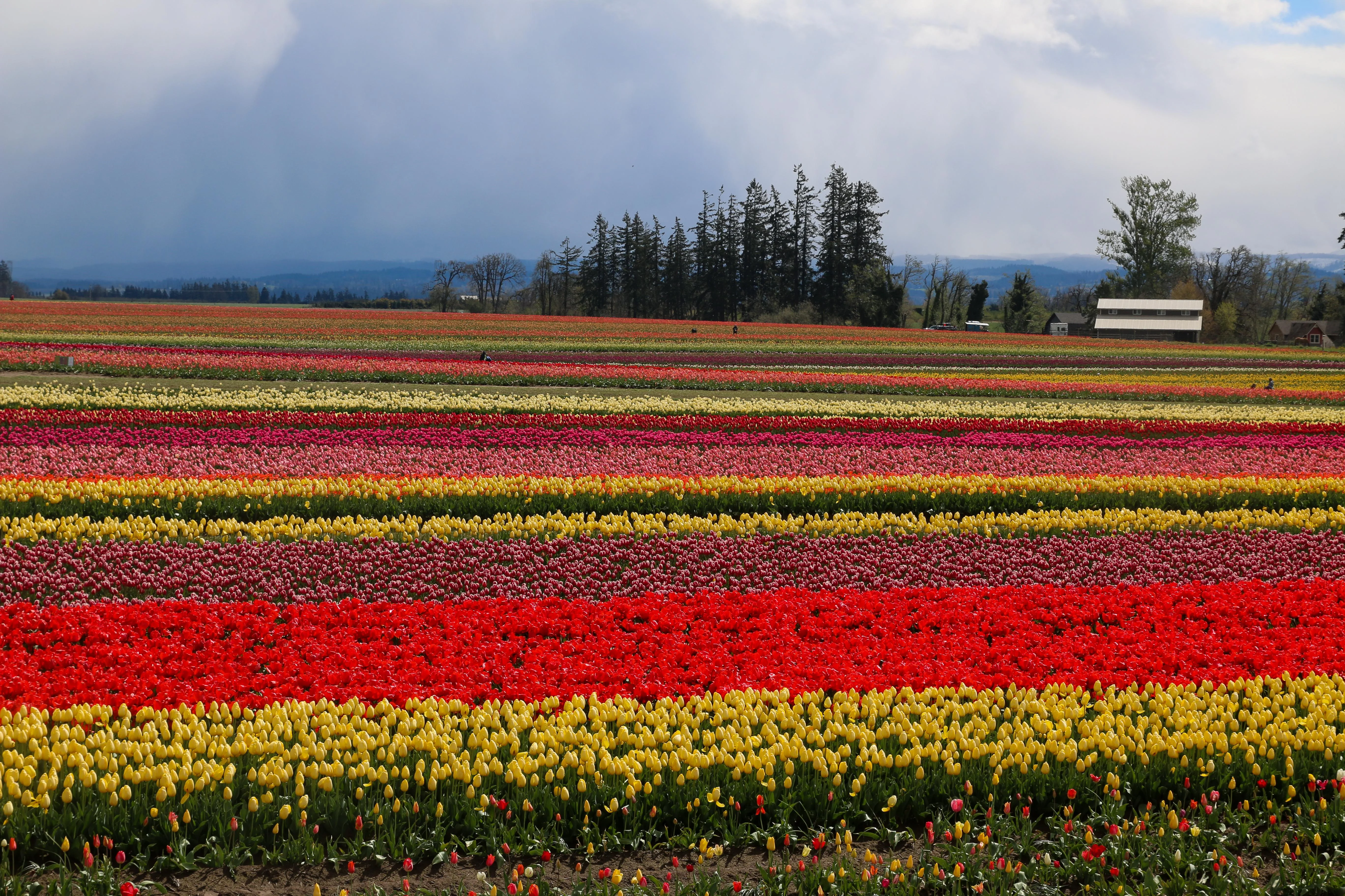 Image for Wooden Shoe Tulip Farm