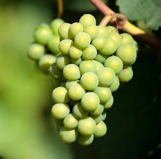 Image for Agathodaemon Wine Dinner