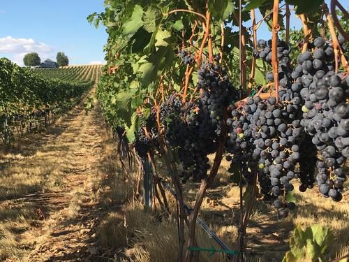 Main Street Drivers & Wine Tours
