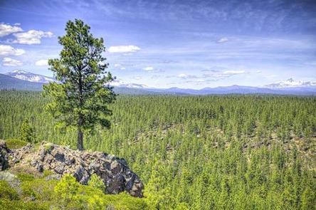 Image for DRIFTWOOD CAMPGROUND - DESCHUTES