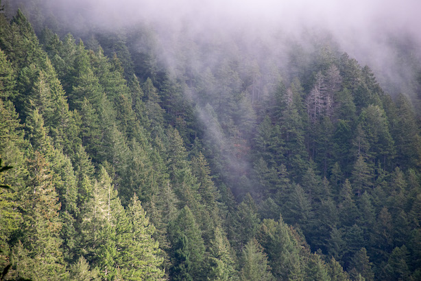 trees and fog in Rogue River wilderness