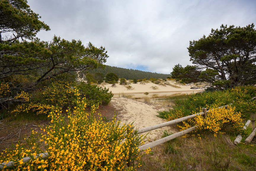 Umpqua Beach dunes