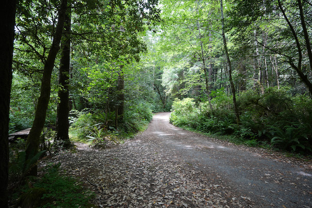 road through Ludlum Campground